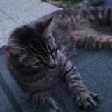 Picture of cat lost at Maze Milon