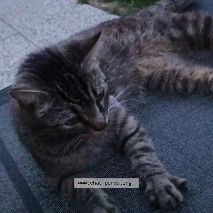 Photo 1/1 MOUMIT Chat lost in Maze milon