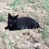 Picture of cat lost at Segalas