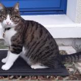Picture of cat lost at Cande Sur Beuvron