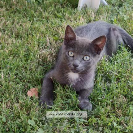 Photo 1/1 Simba Chat lost in Metz