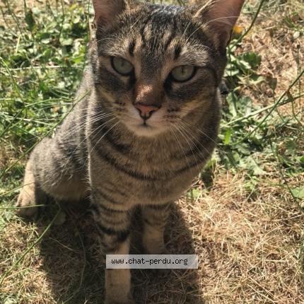 Photo 1/1 Junior Chat lost in Nantes