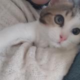 Picture of cat lost at Buc