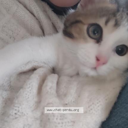 Photo 1/1 Cat reunited Lost in Buc