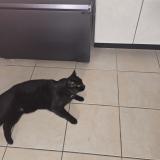 Picture of cat lost at Bouillargues