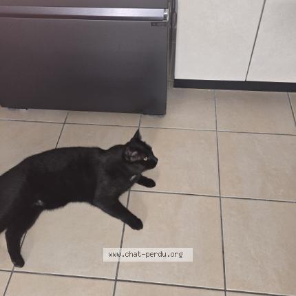 Photo 1/1 NAPOLEON Chat lost in Bouillargues