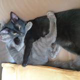 Picture of cat lost at Capestang