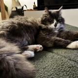 Picture of cat lost at Talence