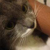 Picture of cat lost at Colombes