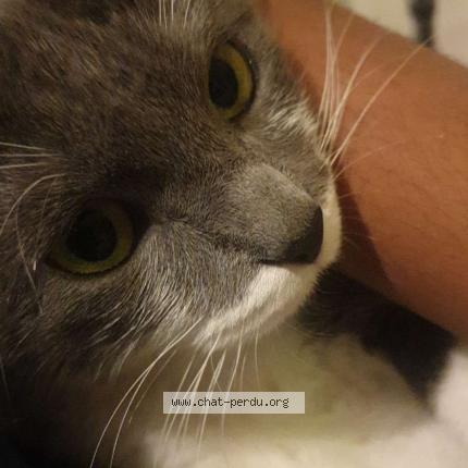 Photo 1/1 Minou Chat lost in Colombes