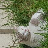 Picture of cat found at Hornaing