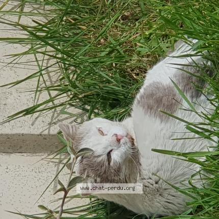 Photo 1/1 Found cat Found in Hornaing