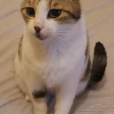 Picture of cat lost at Marseille 05