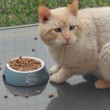 Picture of cat found at Faches Thumesnil