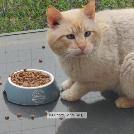 Photo 1/1 Found cat Found in Faches thumesnil