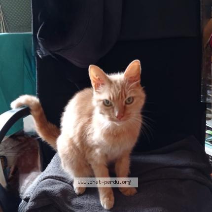 Photo 1/1 Mimi Chat lost in Bourgoin jallieu