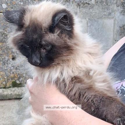 Photo 1/1 Found cat Found in Villeneuve