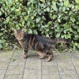 Picture of cat found at Clarensac