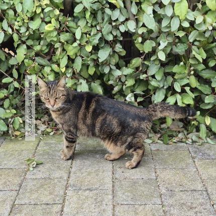 Photo 1/1 Found cat Found in Clarensac