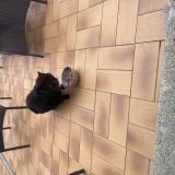 Picture of cat found at Saint Gratien