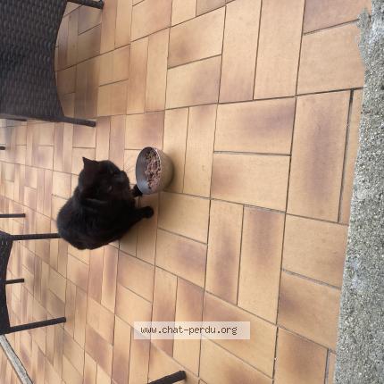 Photo 1/3 Found cat Found in Saint gratien