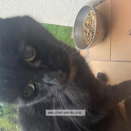 Photo 3/3 Found cat Found in Saint gratien