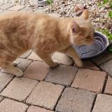 Picture of cat found at Avesnes Chaussoy