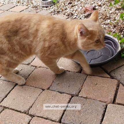 Photo 1/1 Found cat Found in Avesnes chaussoy