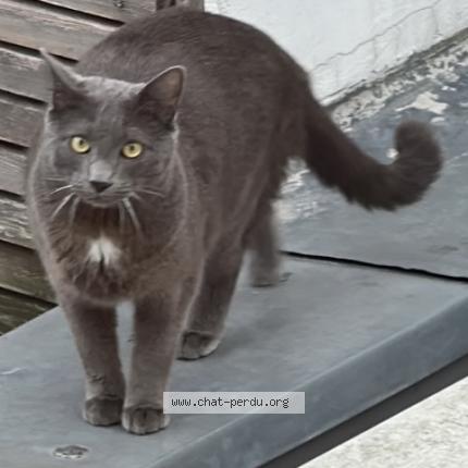 Photo 1/1 Zoro Chat lost in Montreuil