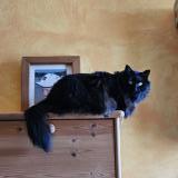 Picture of cat lost at Saint Gervais Les Bains