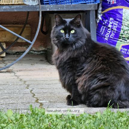 Photo 2/2 Chippie Chat lost in Saint gervais les bains