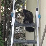 Picture of cat found at Blagnac