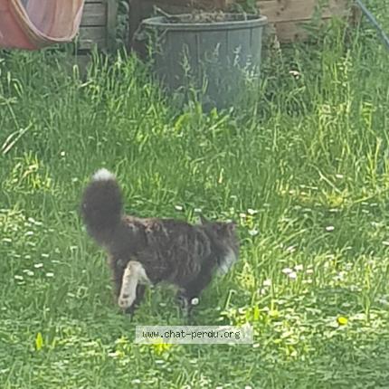 Photo 2/2 Found cat Found in Blagnac