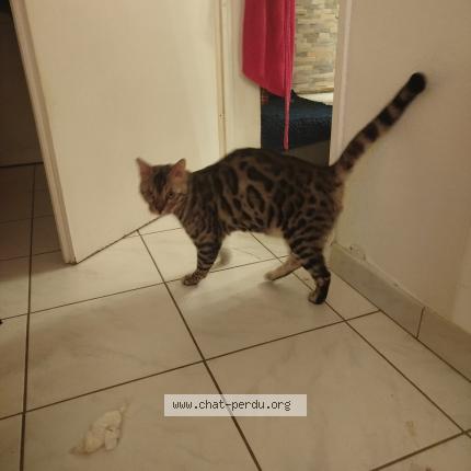 Photo 1/1 Found cat Found in Blagnac