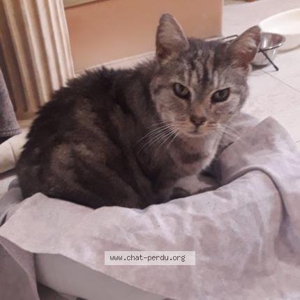 Photo 1/1 Found cat Found in La trinite