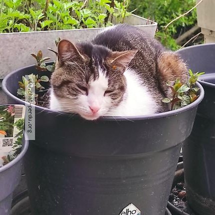 Foto 1/1 Kat gevonden Gevonden in Saint Servais