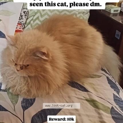 Photo 1/1 coco Chat lost in Lahore