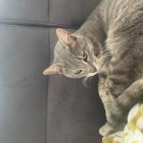 Picture of cat found at Roche Lez Beaupre