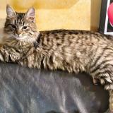 Picture of cat lost at Les Mureaux