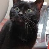 Picture of cat found at Le Plessis Bouchard