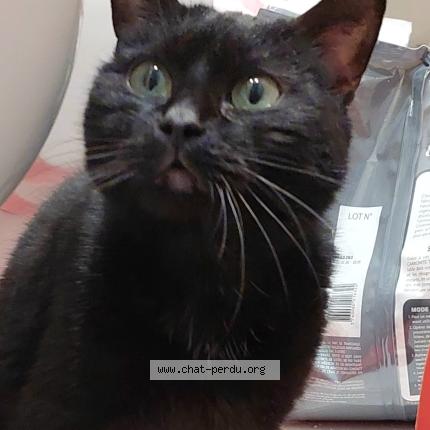 Photo 1/1 Found cat Found in Le plessis bouchard