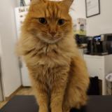 Picture of cat lost at Montpellier