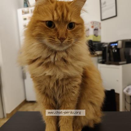 Photo 1/1 WALL-E Chat lost in Montpellier