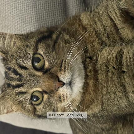 Photo 1/1 Found cat Found in La riche