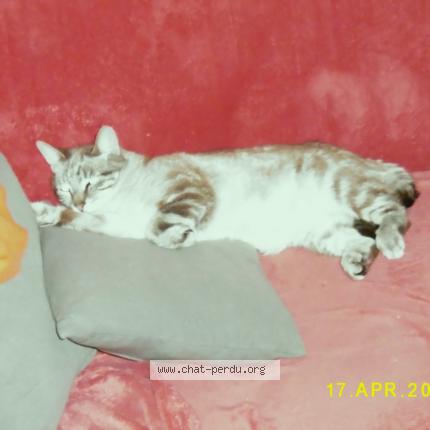 Photo 1/1 Brigitte Ripet Chat lost in Charleroi