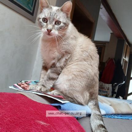Foto 1/1 Kat teruggevonden Vermist in Charleroi