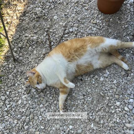 Photo 1/1 Lucky Chat lost in Chambery