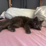 Picture of cat lost at Mitry Mory