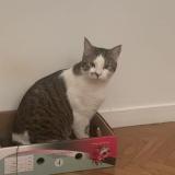 Picture of cat lost at Courbevoie