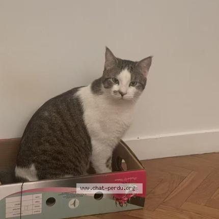 Photo 1/1 Bai Mei Chat lost in Courbevoie